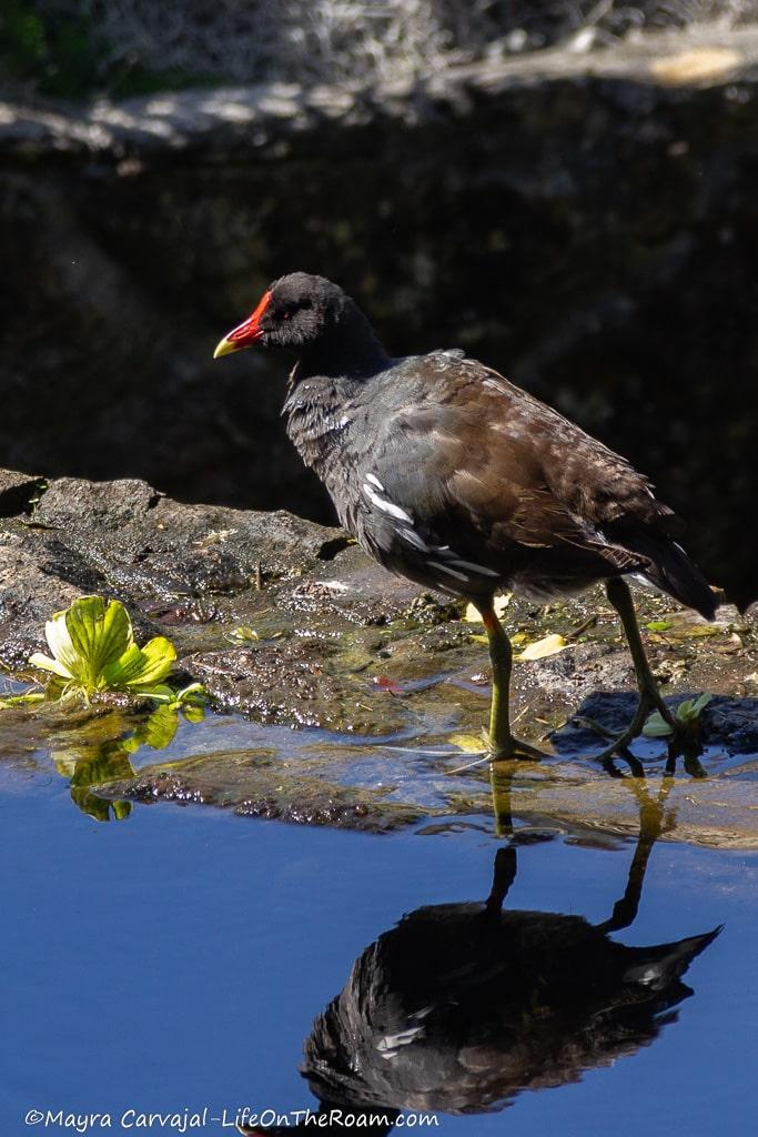 A bird with dark feathers and red and yellow bill walking at the edge of a pond