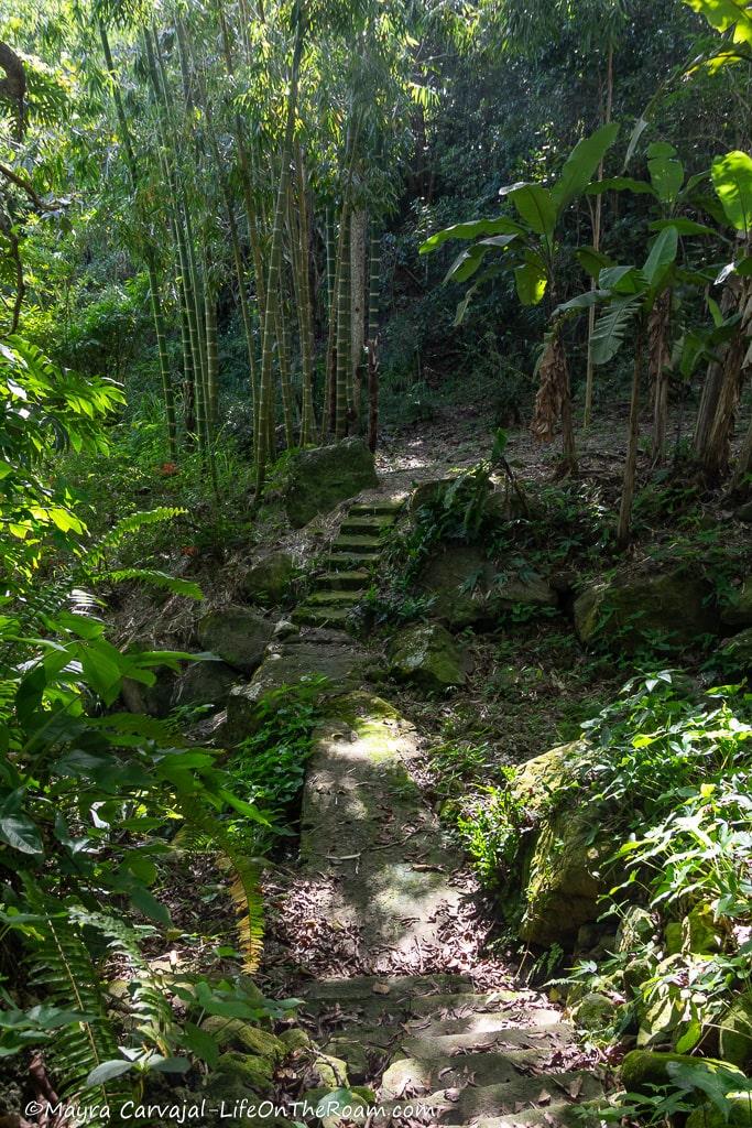 A set of concrete stairs in a forest