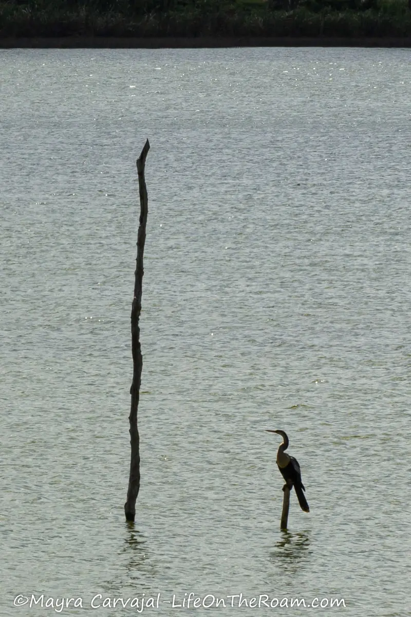 A bird next to a stick in a lagoon