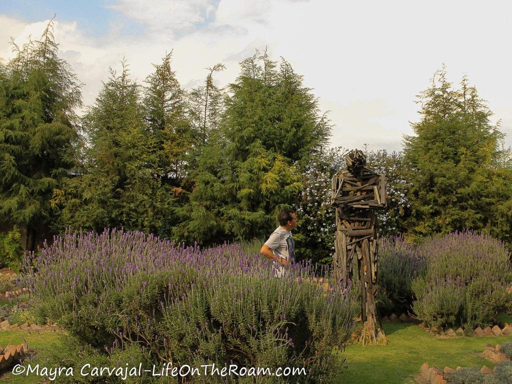 A man next to a large sculpture made with branches, in a lavender garden