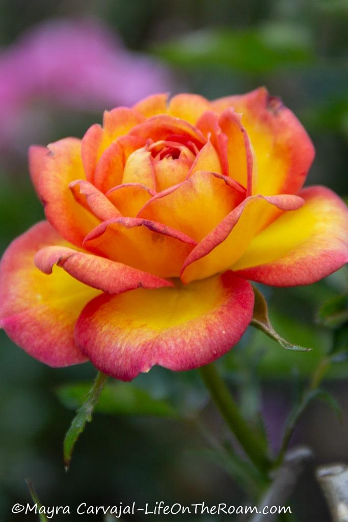 A yellow and magenta rose
