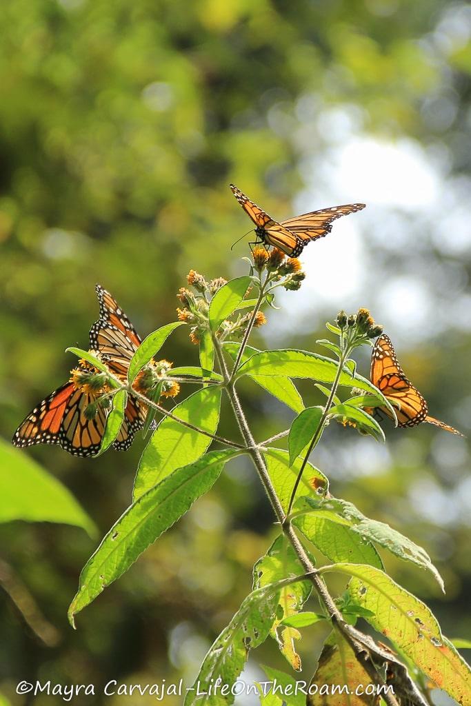A few Monarch butterflies on a branch