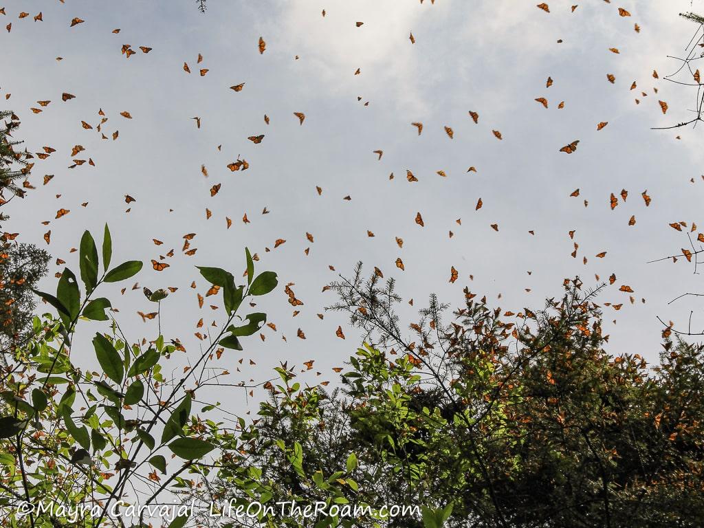 Monarch butterflies in flight