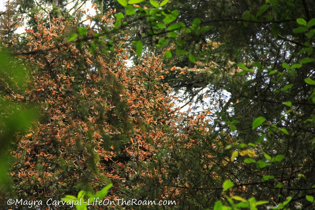 Monarch butterflies clustered in a tree