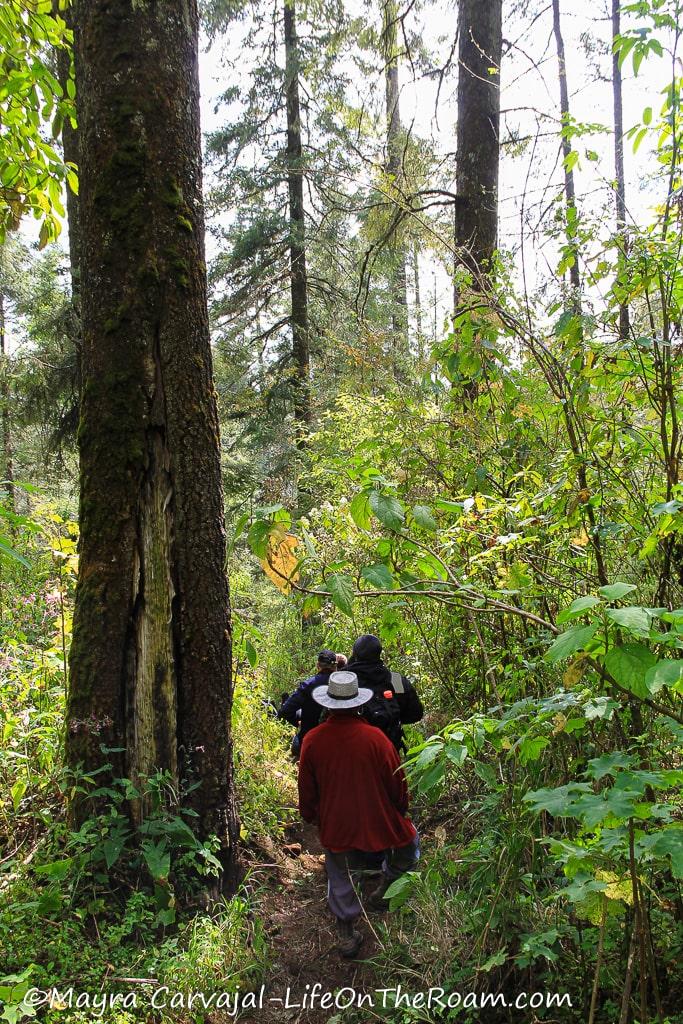 People going downhill on a trail in the forest