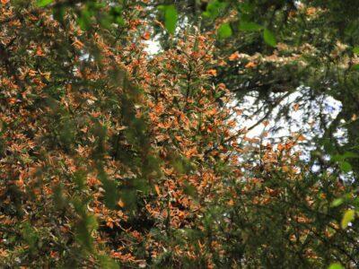 A tree covered in Monarch butterflies