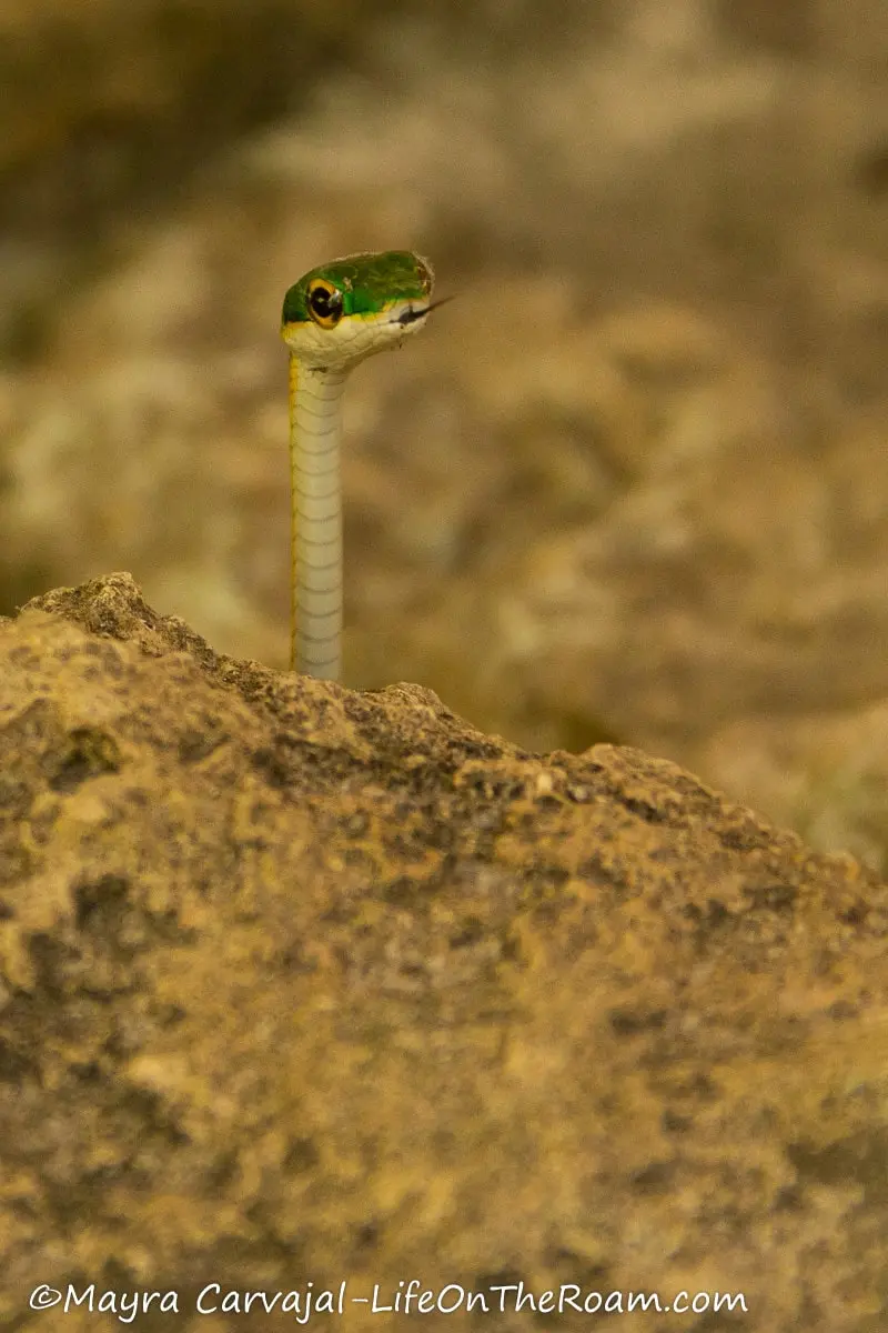 A small thin snake with green scales