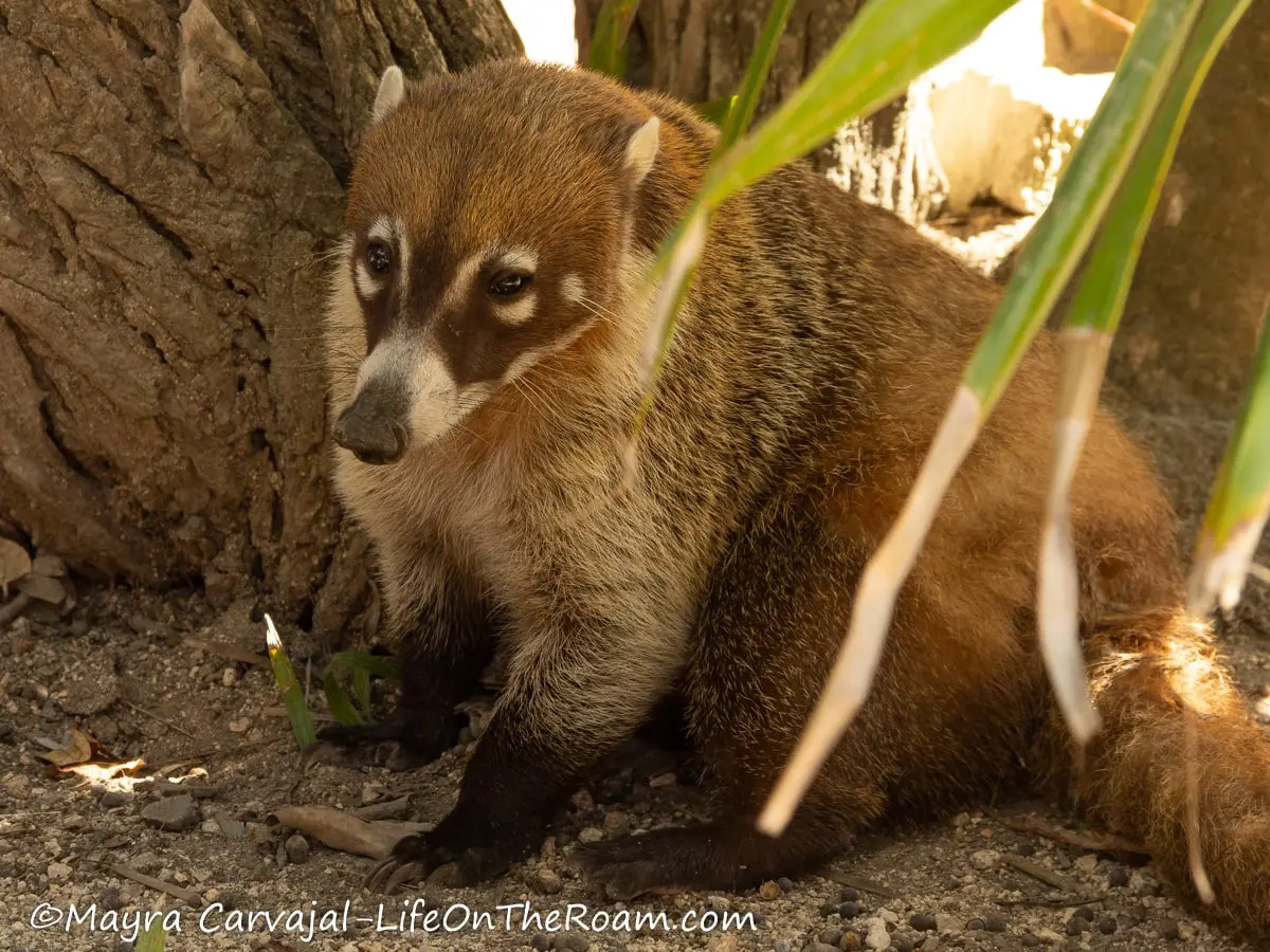 A coati