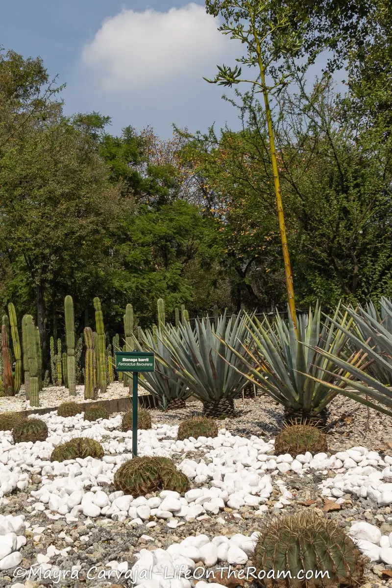 Aloes and cacti in a garden with white stones