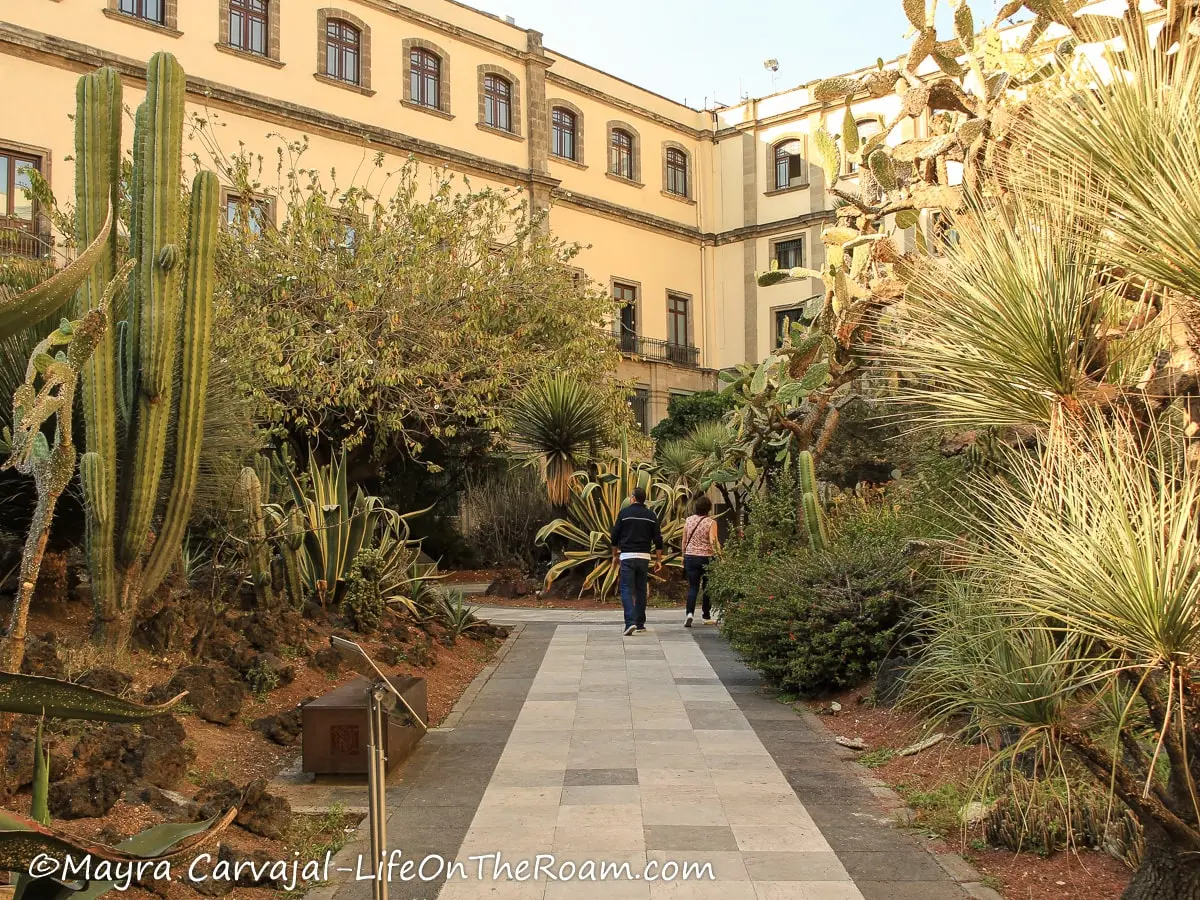 A garden with a walkway flanked with tall grasses and succulents