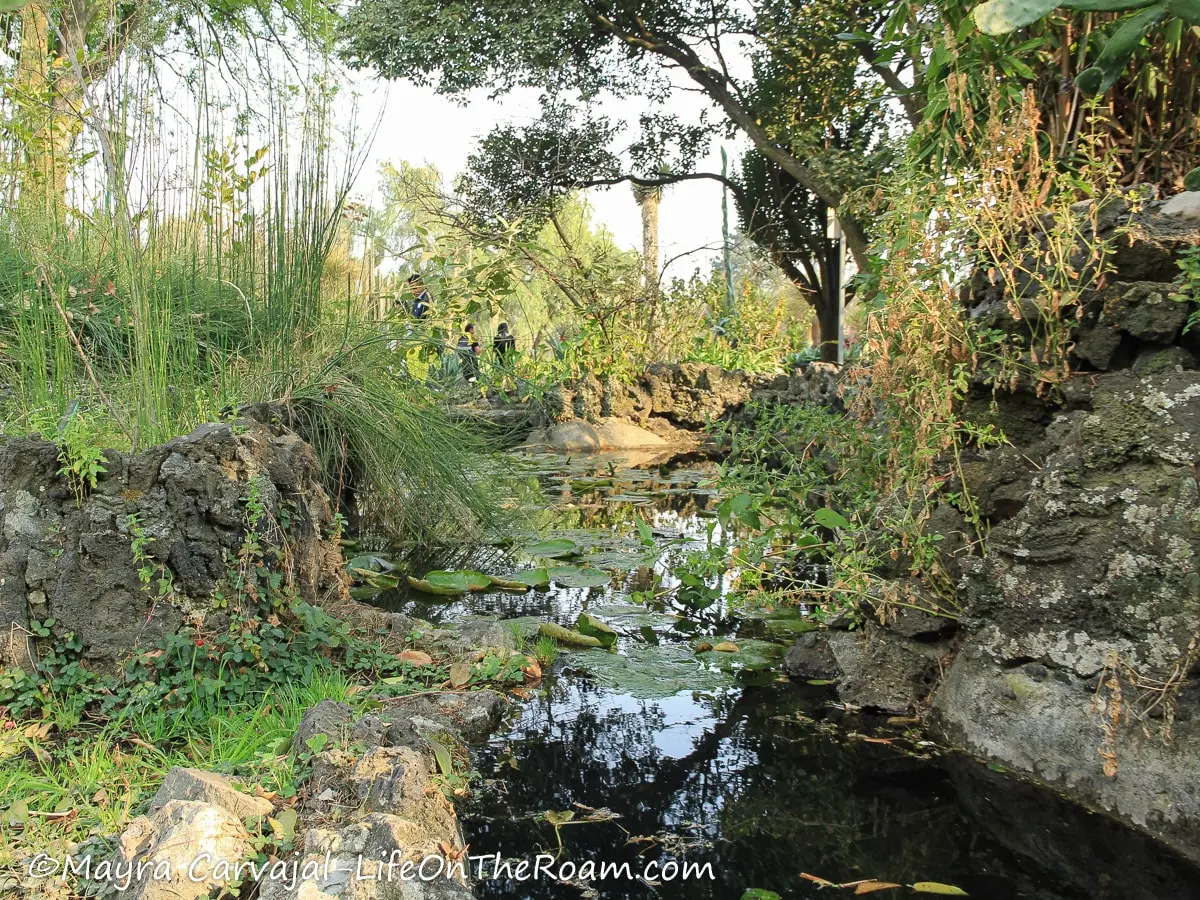 A canal with aquatic plants in a desert garden