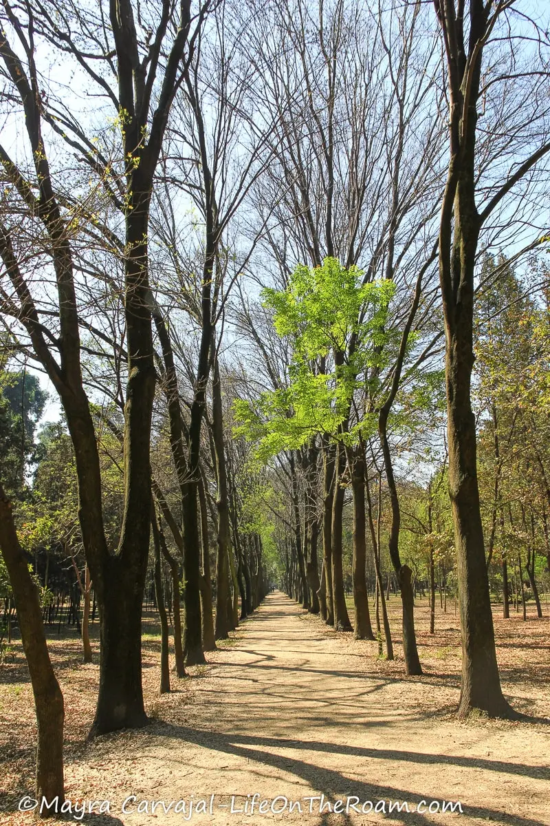 A path in an urban park with trees missing foliage