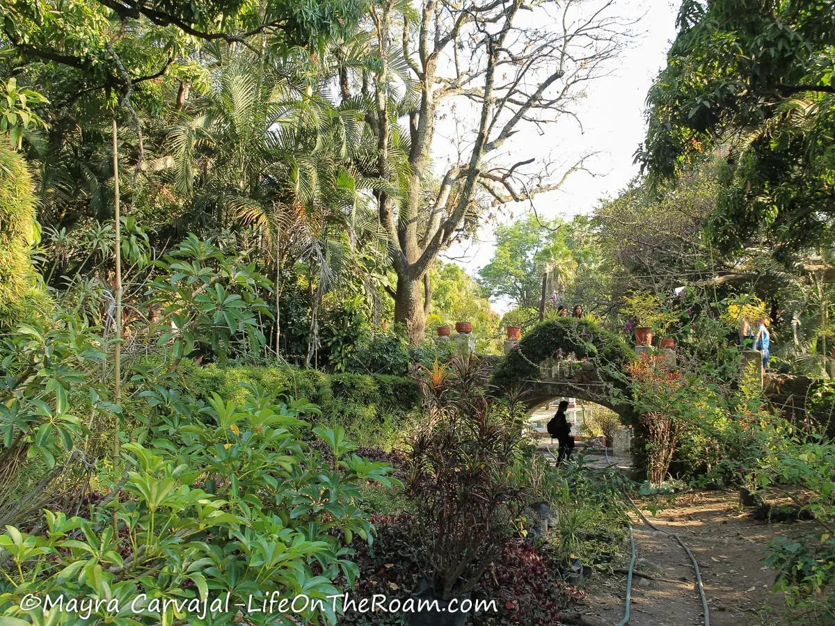 A lush garden with tall trees, pathways and bridges