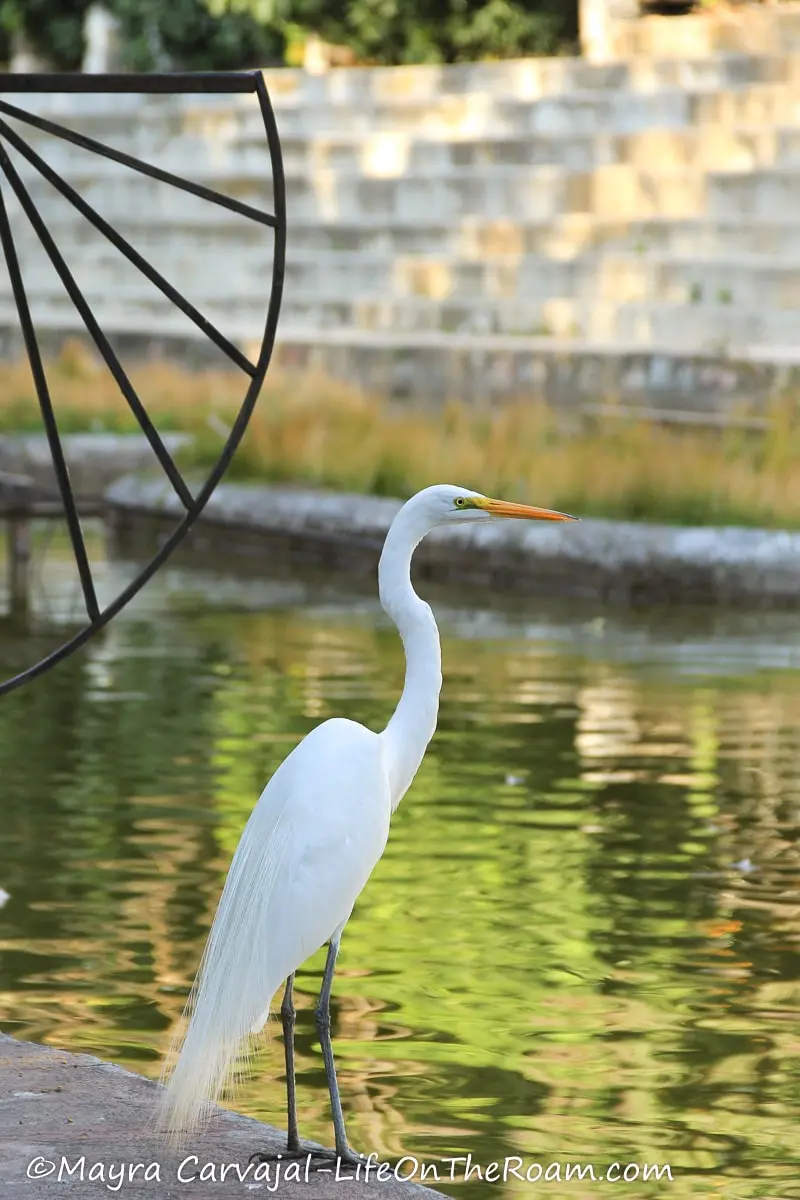 An egret standing at the edge of a pond