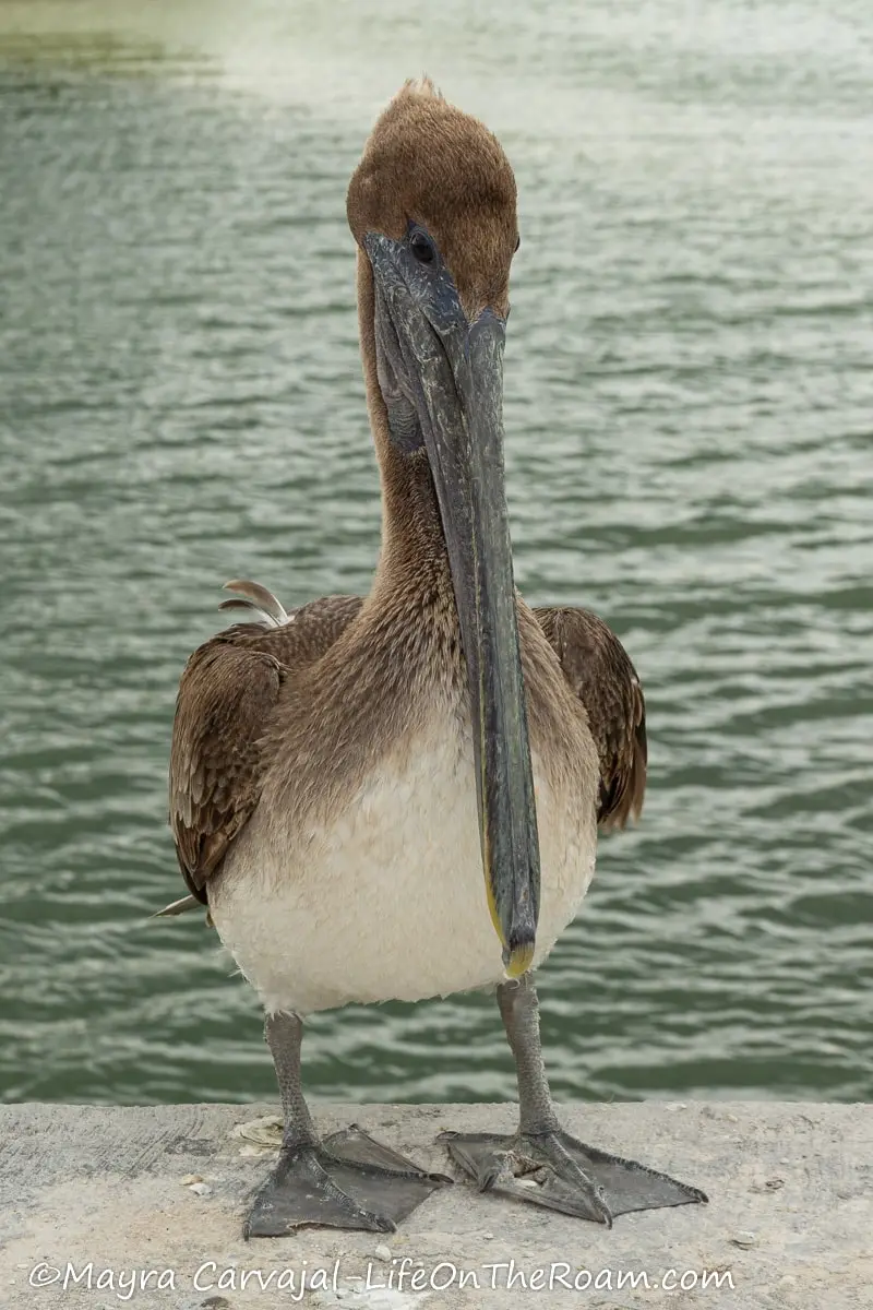 A brown pelican standing with the sea in the background
