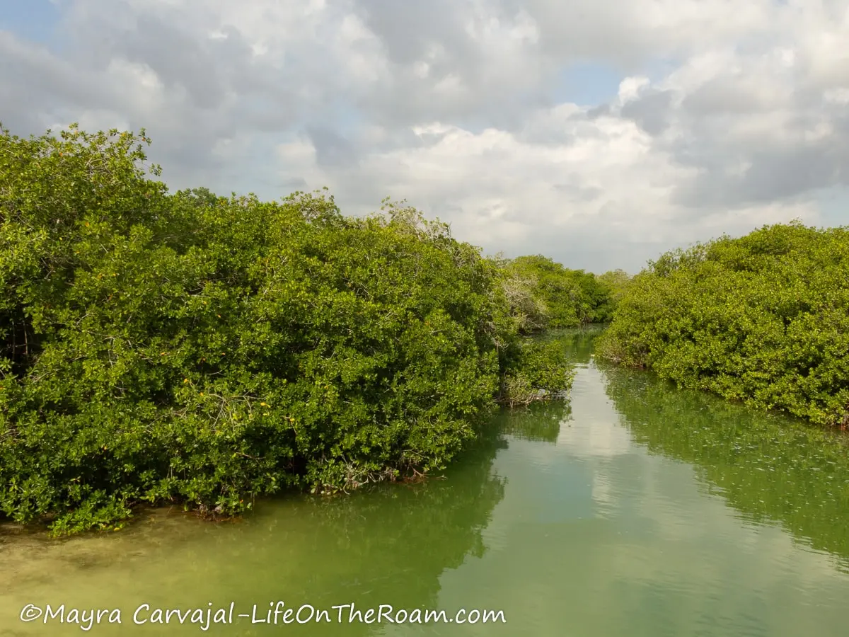 Canals flanked by mangroves