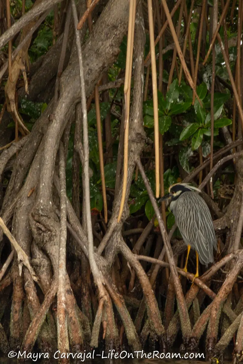 A heron bird with gray, white, and black feathers resting on mangrove roots