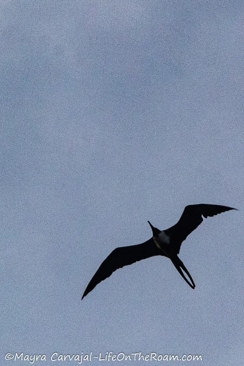 A black bird with long pointy wings flying up in the blue sky