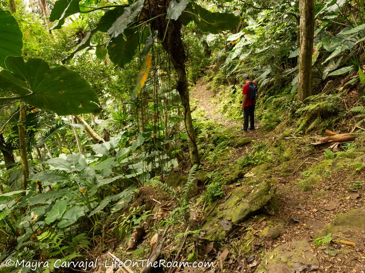 A man going downhill on a narrow dirt trail with rocks and lush tropical vegetation