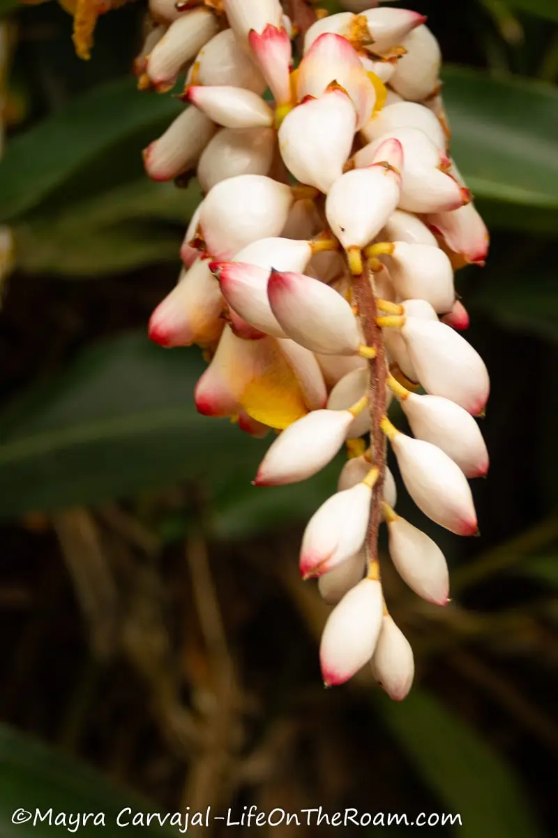 Shell Ginger with abundant white bulbs and bright pink tps