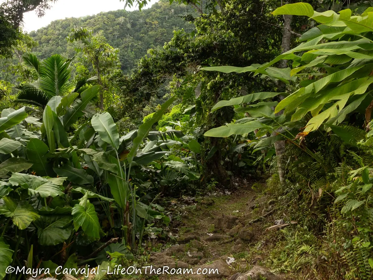 A trail with a rocky path flanked by elephant ears and banana trees with a green mountain in the distance