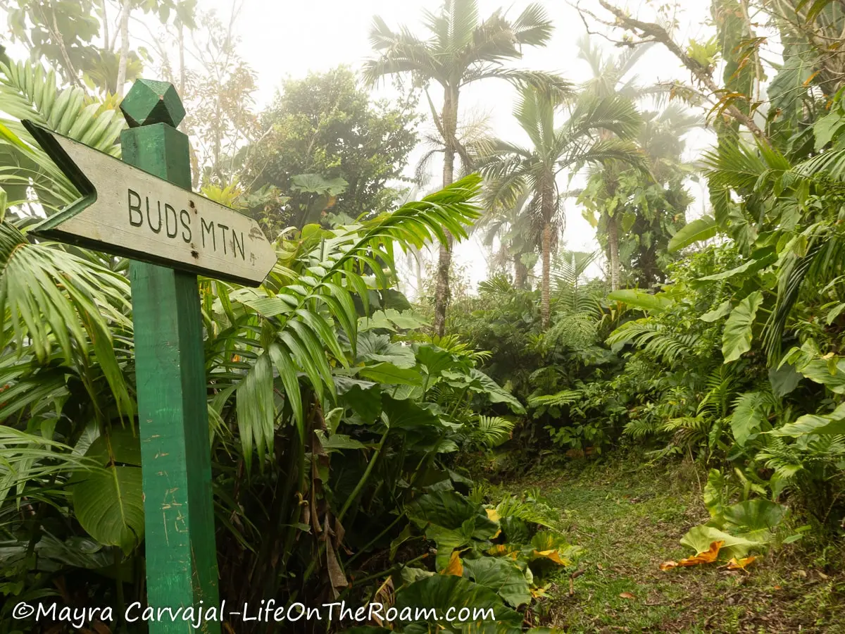 A grassy trailhead on a lush rainforest with tall palm trees and a sign saying "Bud's Mountain"