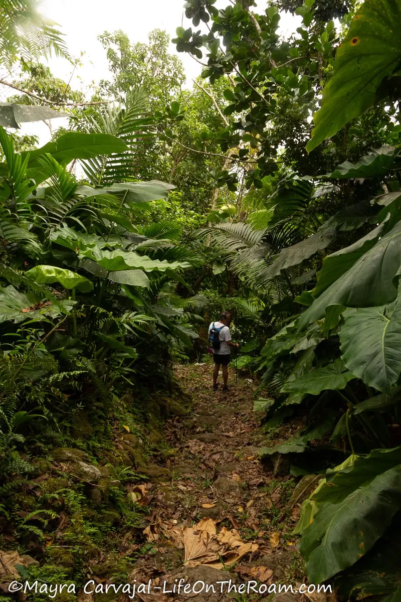 A man hiking through a dirt path in a mountain with huge elephant ears on each side