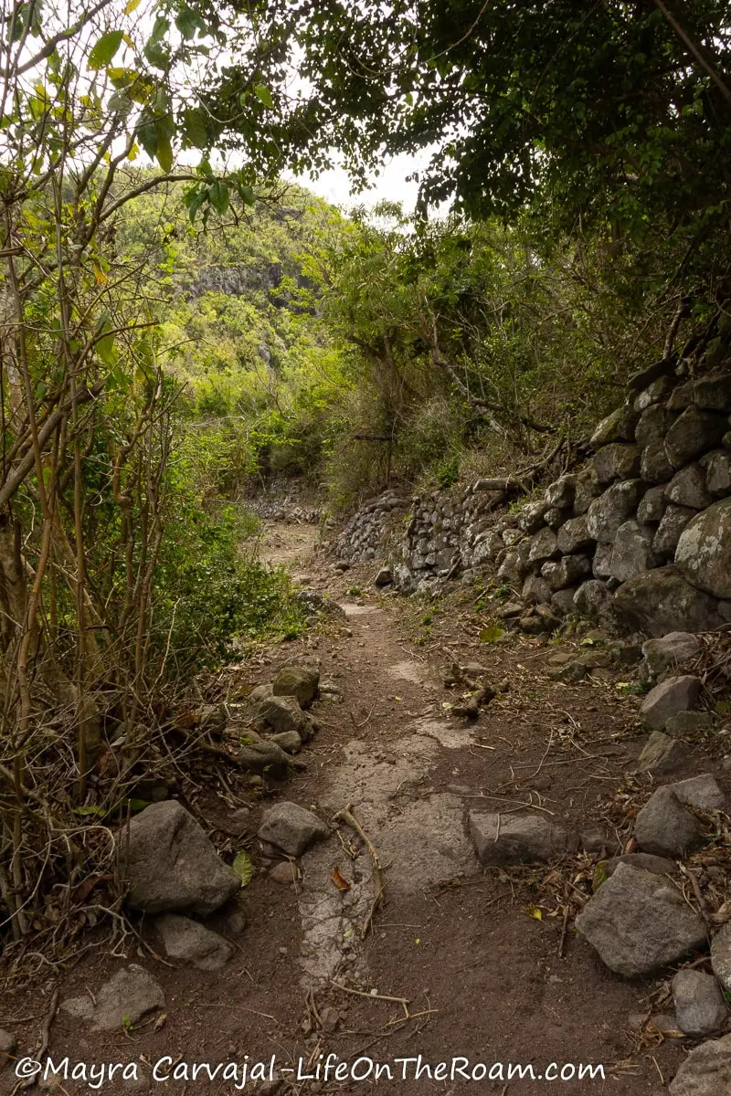A dirt path along a trail shaded by trees with an old stone wall on the right