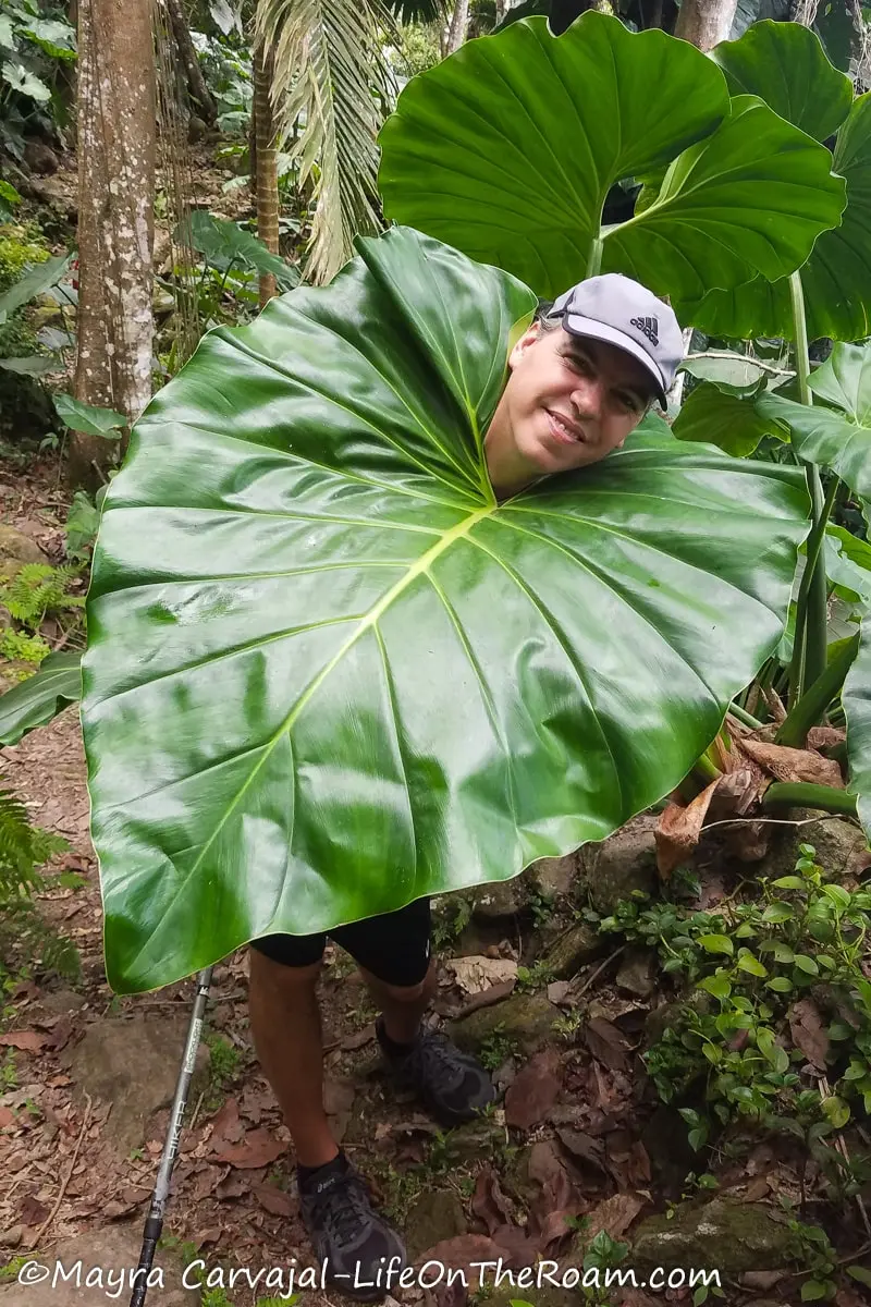 A huge elephant ear plant wrapped around a man's neck on a trail