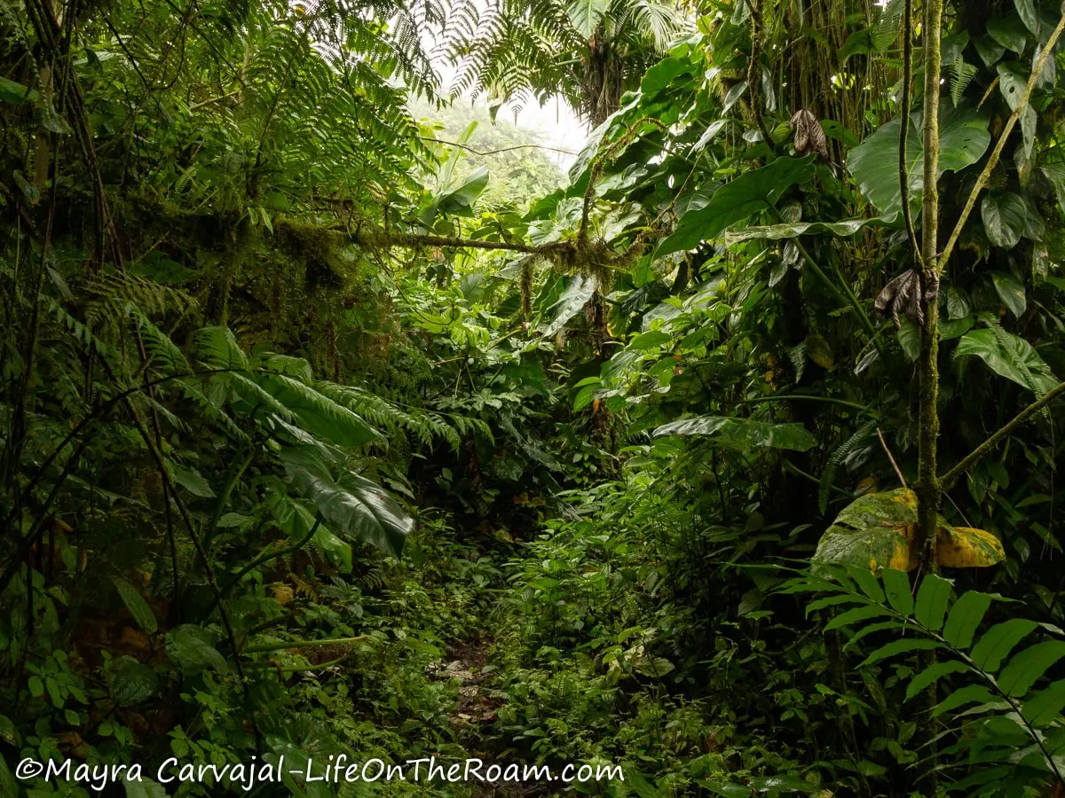 A dense cloud forest with ferns and elephant ears