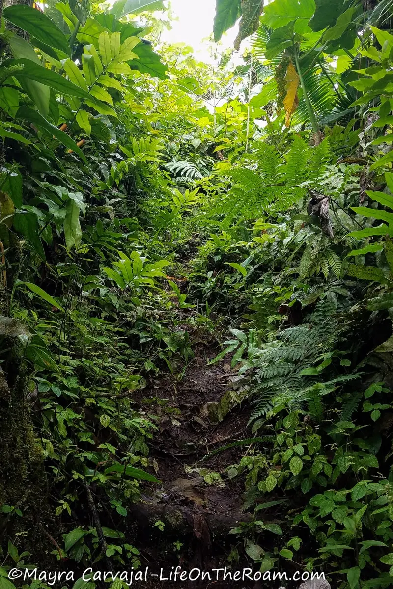 A muddy trail with ferns and a blanket of different types of forest leaves