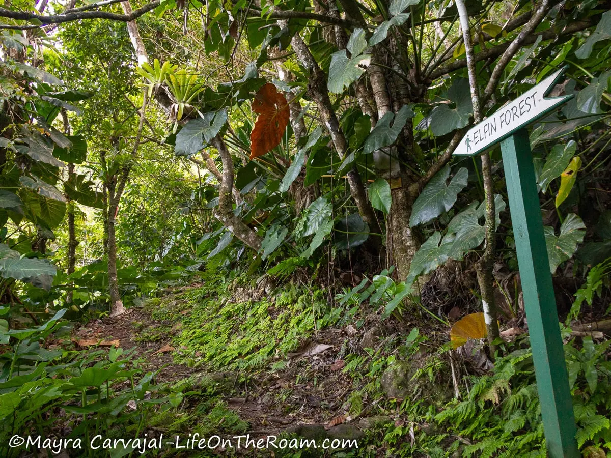 A trailhead in a tropical rainforest environment with a sign saying "Elfin Forest"