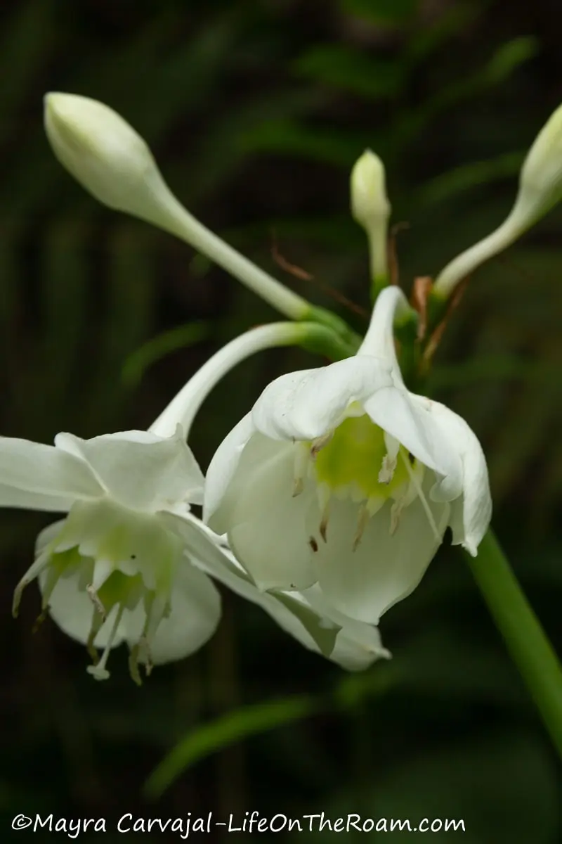 A white flower bulb with light green centre