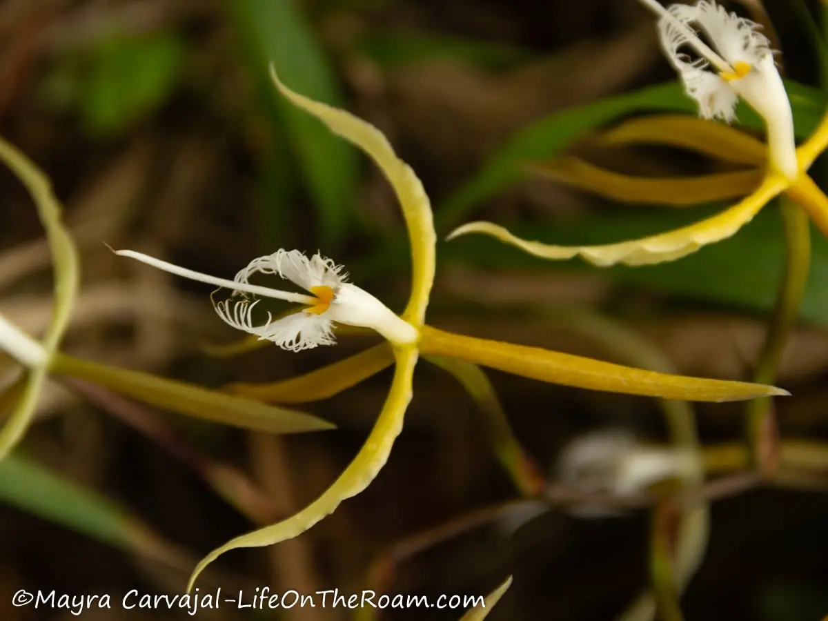 A long and skinny orchid  in white and yellowish colours that seems to have eyelashes