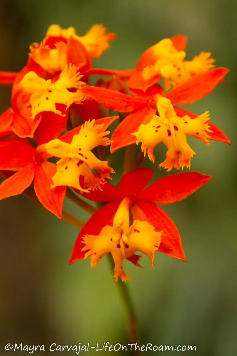 Small orchids with orange red outer flowers and yellow  inner flowers