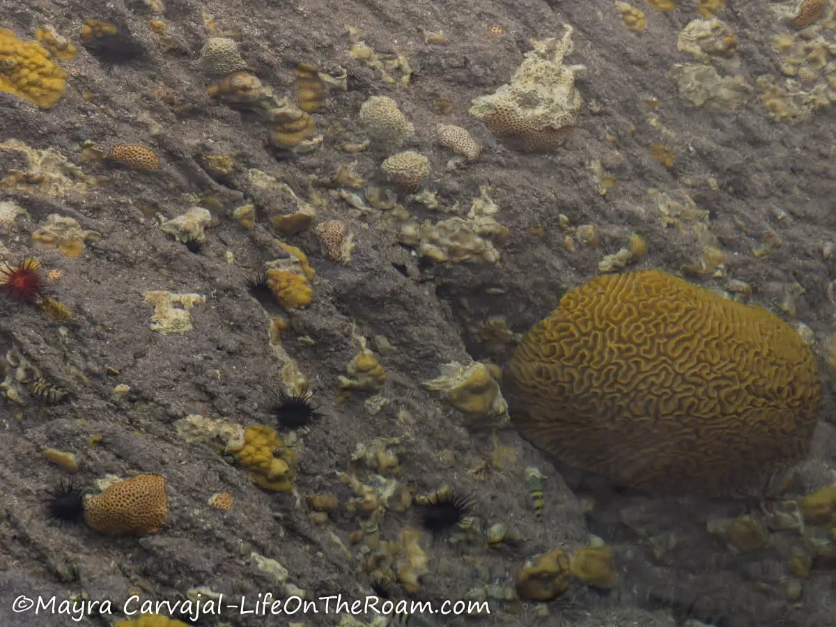 A rocky bottom with brain coral, anemones and tiny fish