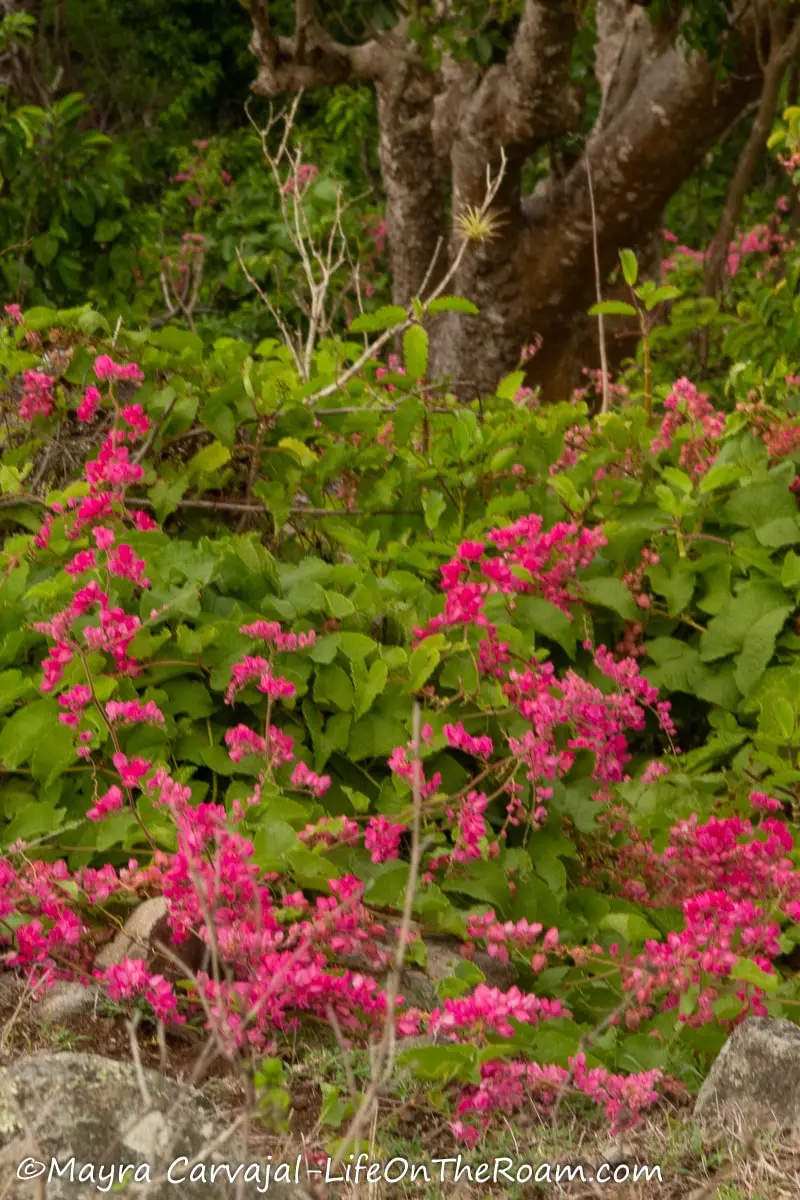 A cluster of small bright pink flowers among greens on the ground