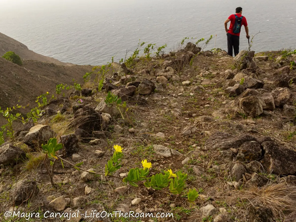 A man hiking a trail with rocks and yellow flowers