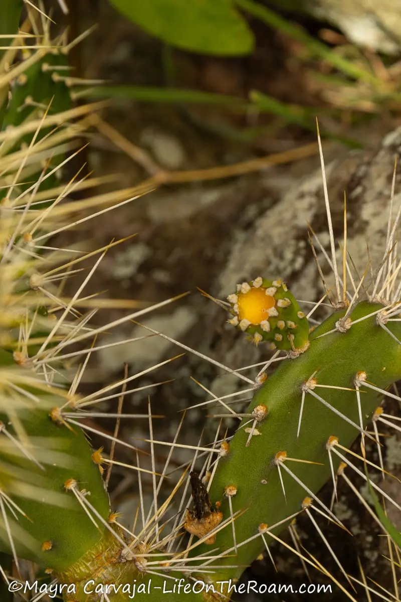 Cacti with long spines and a bright yellow flower