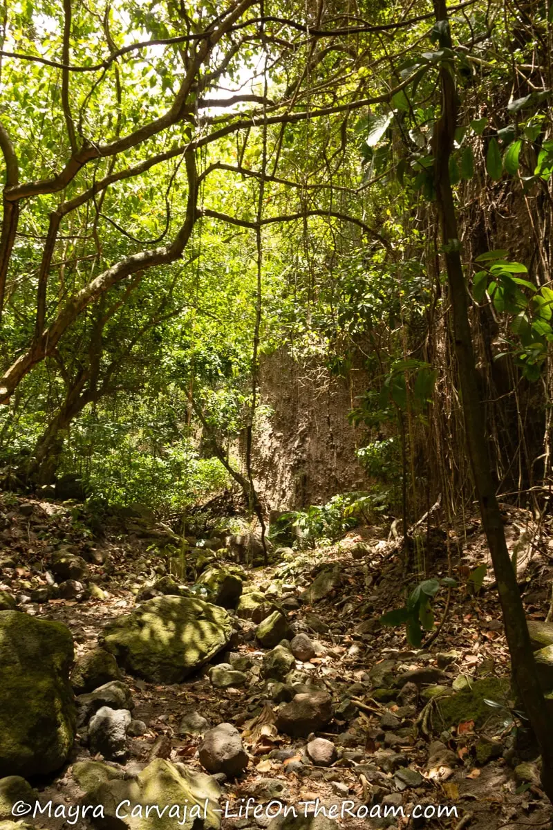 A rocky ravine shaded by tall trees in a dry forest