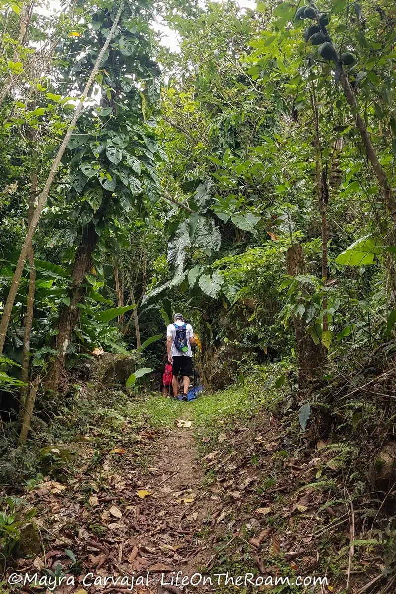 A hiking trail through a tropical forest