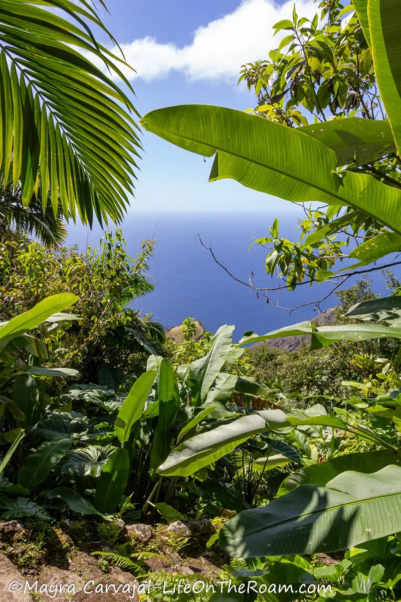 View of the ocean from a trail with steps and through tropical vegetation with big leaves