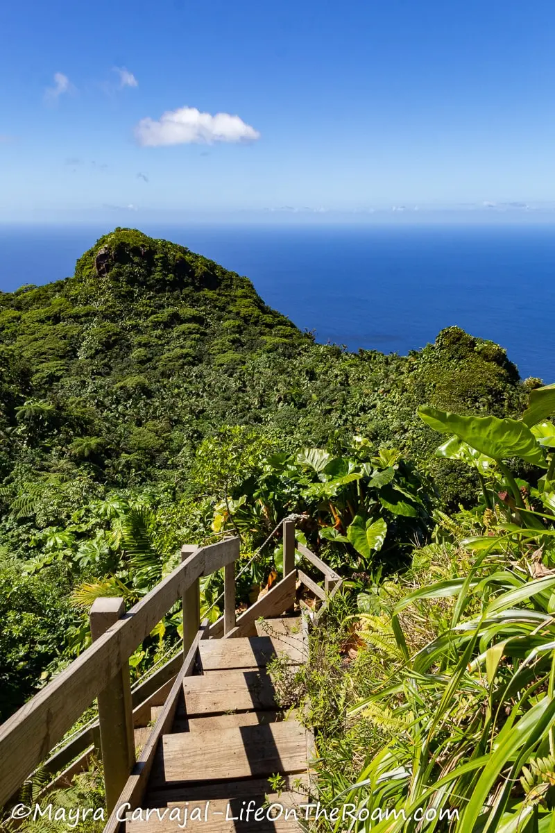 Wood steps with rails on a trail on a mountain crest covered with lush vegetation and the ocean in the background