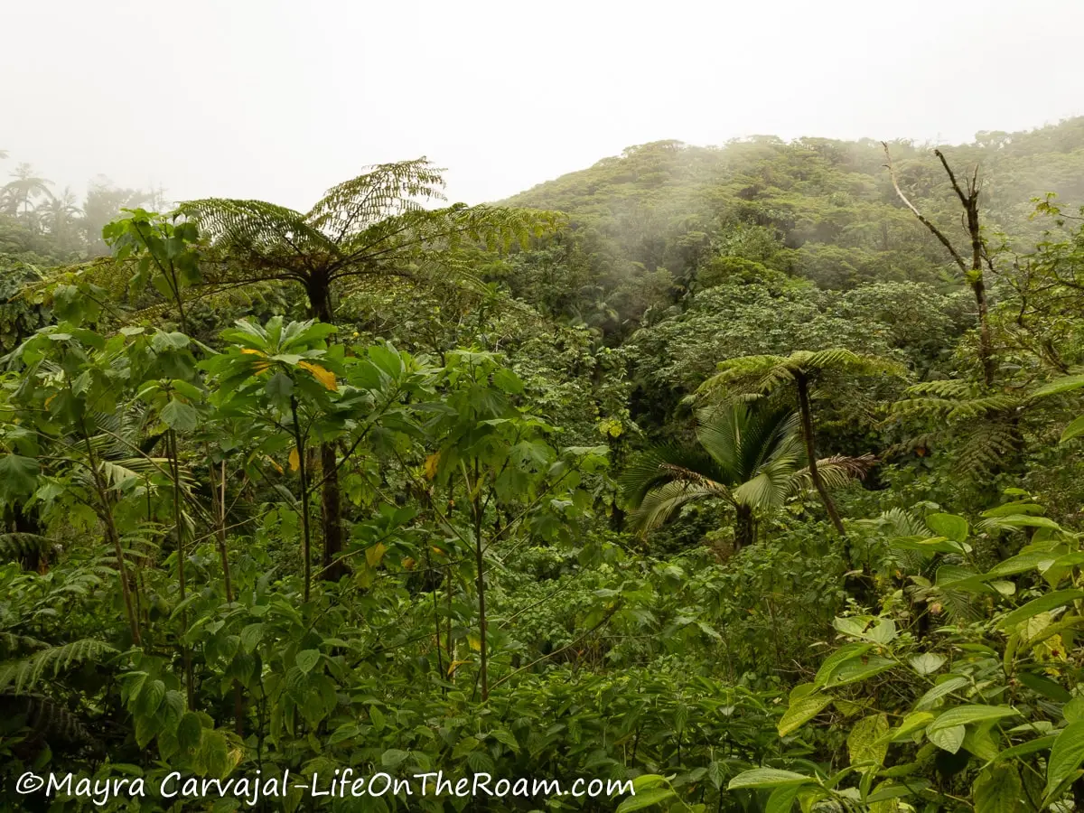 A cloud forest with three ferns and a mountain top in the background