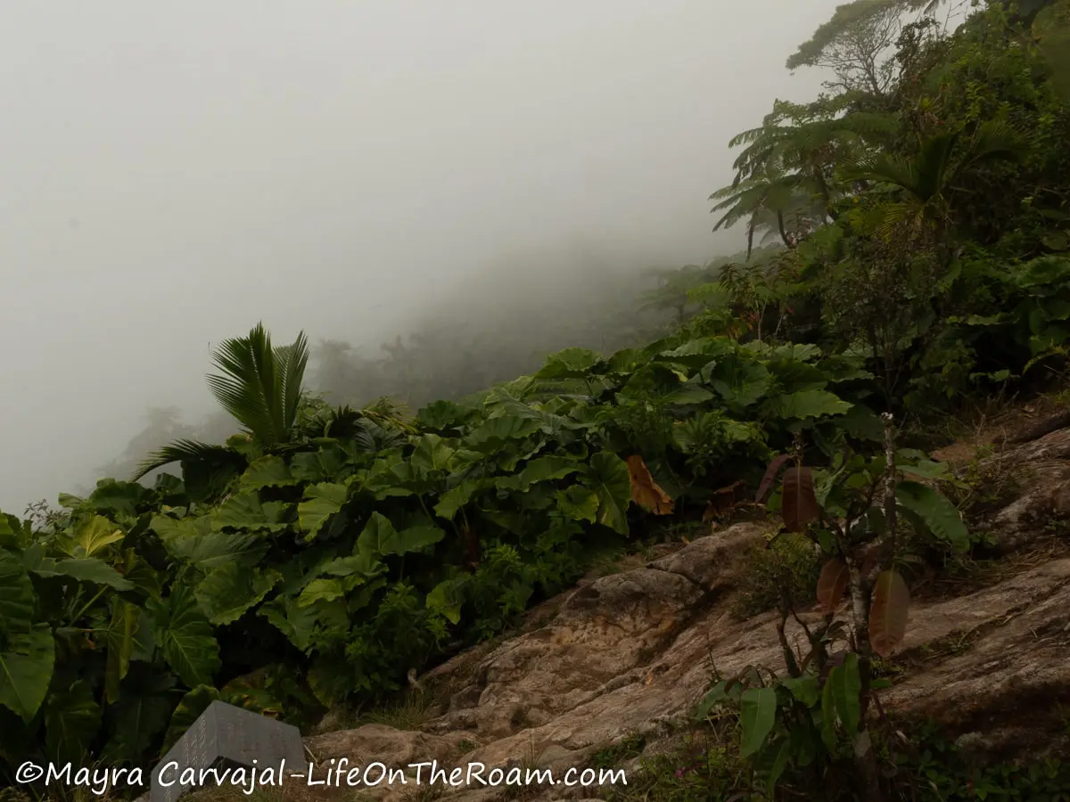 A slope with ferns, elephant ears and palms with a rock in the foreground and a misty mountain in the background