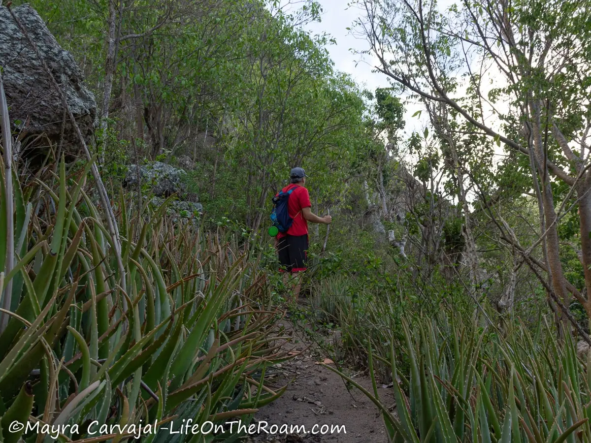 A man on a trail in a mountain with aloe plants flanking the trail