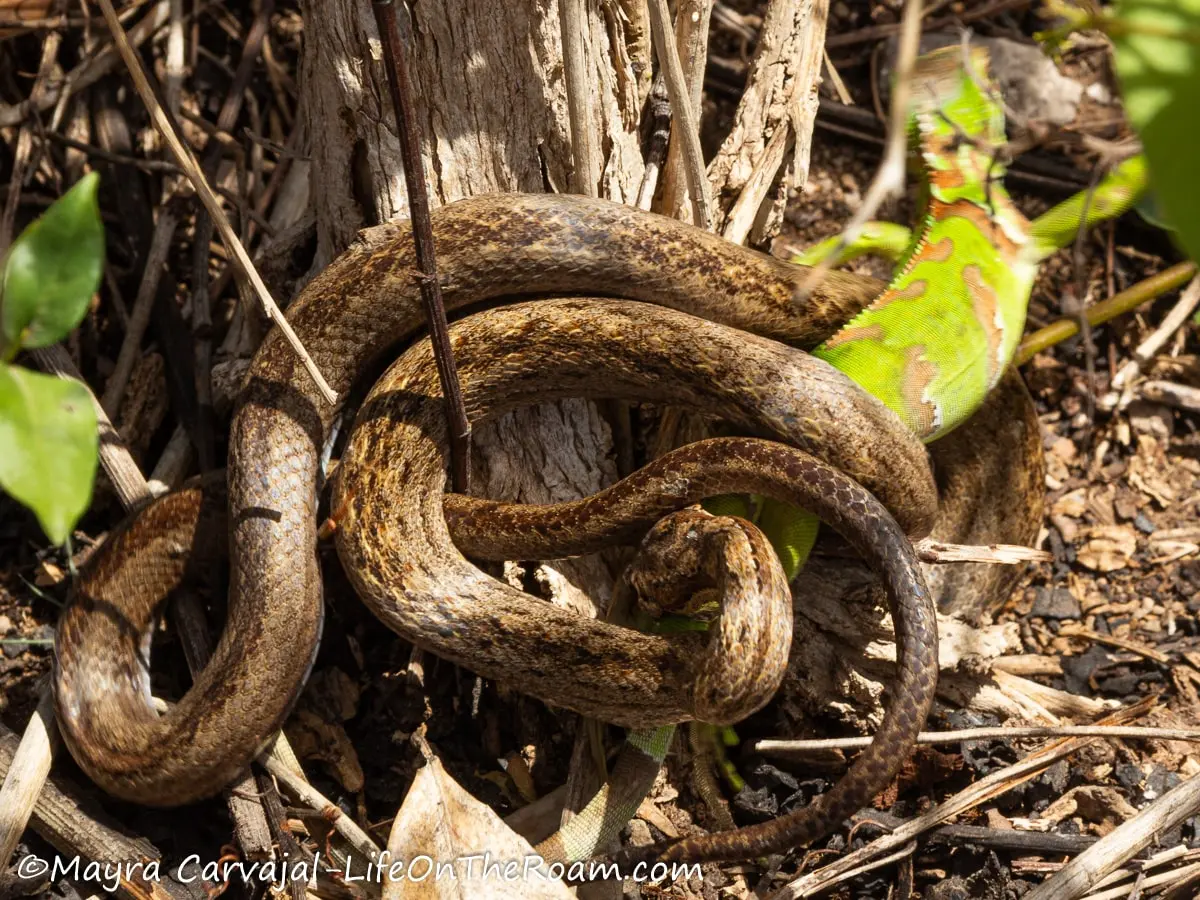 A small snake with brown tones wrapping itself around a bright green   iguana