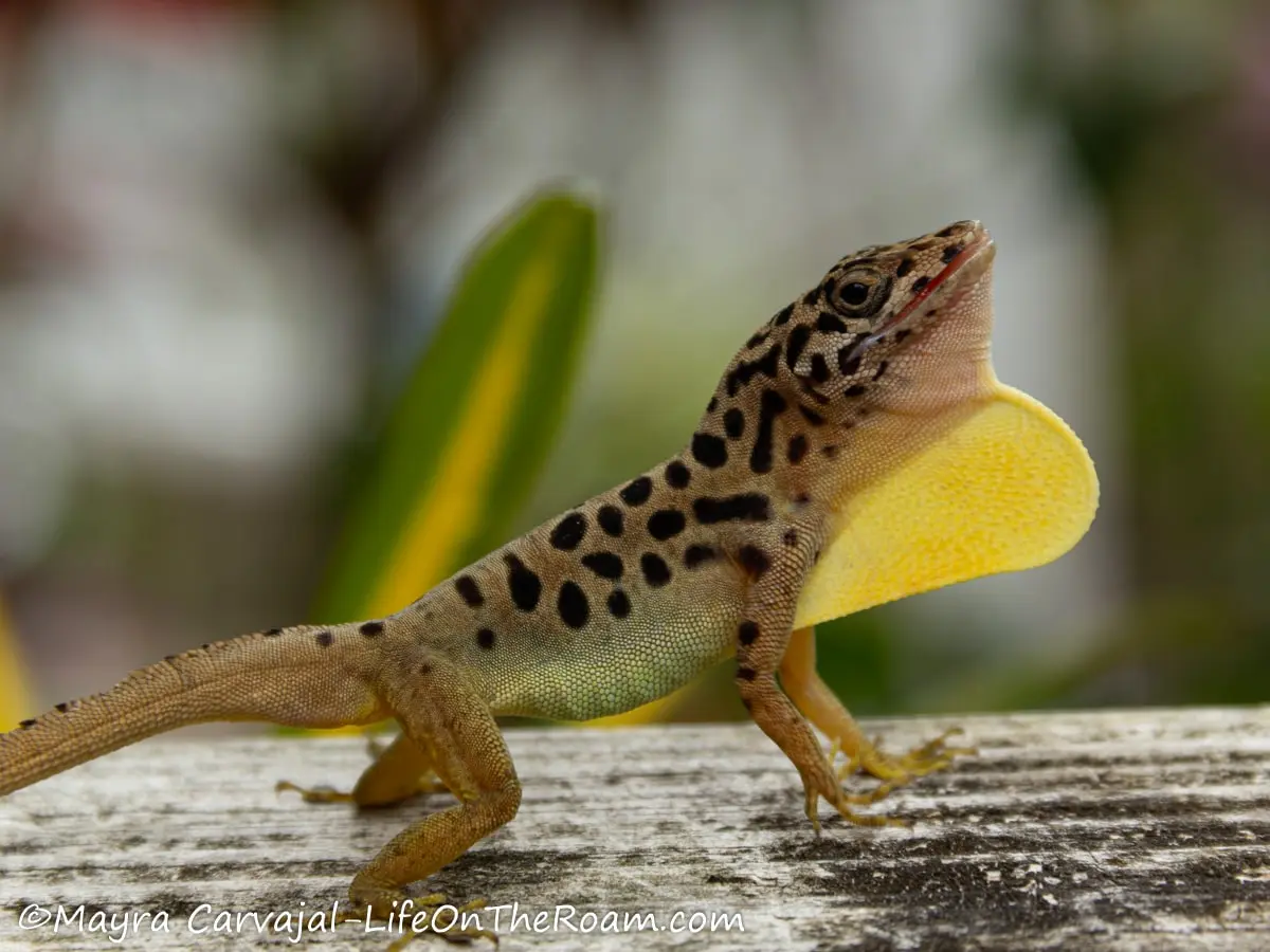 A lizard with earthy tones and dark spots