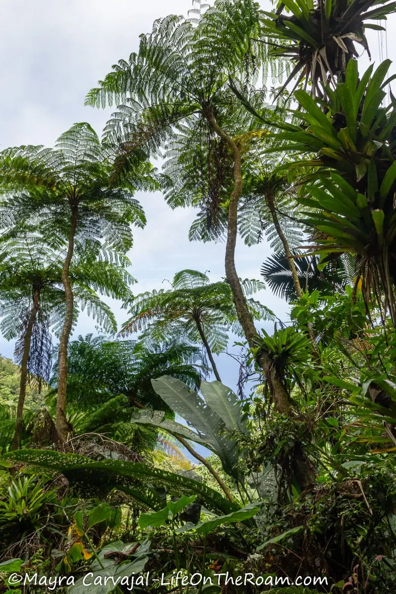 A view of tall tree ferns in a forest from below