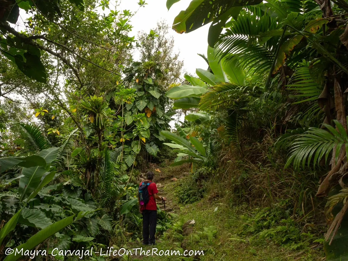 A man on an upward trail with big palm leaves, banana trees and elephant ears